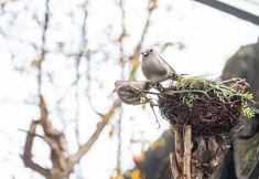 Others 2 Tianxin Xiaoyuan (Suzhou Pingjiang Road Humble Administrator's Garden)