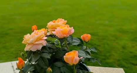 其他 2 Shangceng Fengqi ・ Fengyin Zhuwu | Songyang Bamboo Sea ・ Banshan Wanggu Zen Aesthetic Lodge