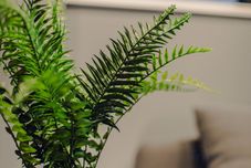 Others JS xiaozhai・suiran