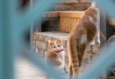 Others 3 Laoshe Unthink Hotel · Qiewanqiean Homestay (Luoyi Old Town Lijingmen Cross Street)