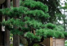 Others 3 Qixipu Yuwuju Homestay (Jiabang Titian)