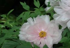 Others 5 Peninsula Light Luxury Homestay (Shanghai Tongji University Jiading Campus)