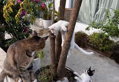 其他 4 Juranyouni · Yizhai Homestay (Sichuan Agricultural University)