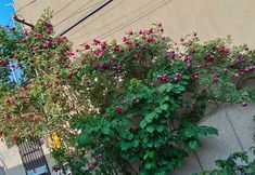 Others 3 Yangzhou Guke Homestay