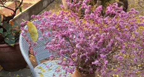 Others 2 Ouyang Xiaoyuan Inn, Shaxi Ancient Town