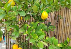 其他 6 Yandang Mountain Jiuqu Bieyuan Boutique Homestay