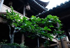 Khác 7 Yangxian Village, Wangxian Valley