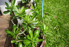 Lain-lain 6 The Secret Garden Homestay Koh yao yai