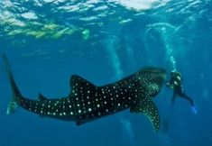 Others 5 Exclusive On-the-beach Jade's Beach Villa