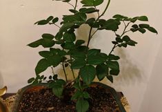 Lainnya 7 Xingka Homestay