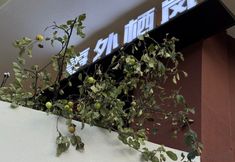 其他 5 Shiwai Qilan Homestay (Kangding Love Song Square Liuliu City)