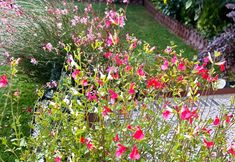 Others 6 Ebruli Garden of Eden