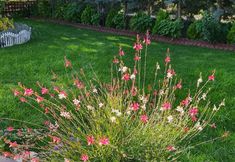 Others 3 Ebruli Garden of Eden