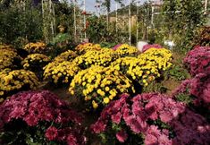 Lainnya 3 Yan'an Swallow Flower House