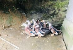 Lainnya 4 Jinggangshan Jinxi Manor