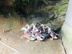 Lainnya 4 Jinggangshan Jinxi Manor