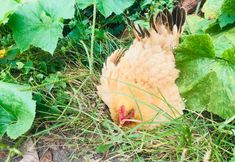 Lainnya 7 Jinggangshan Jinxi Manor