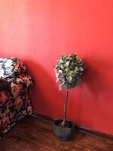 Lain-lain 4 Tianjin Lulujia Star Apartment