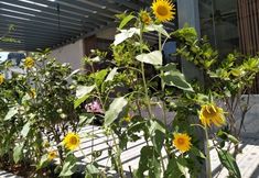 Others 3 Banxianju Guesthouse