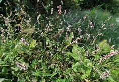 Others 5 Lingchuan Maozhou Island No. 35 Leisure Farmstay