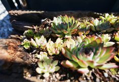 Others 7 Pushansu Hotel Dali