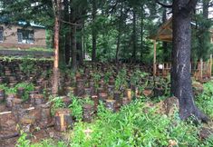 Others 7 Changbai Mountain Forest Park Baiwei Guosongcun Farm House