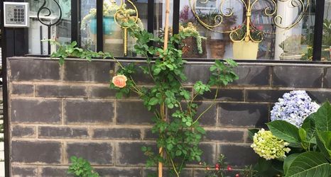 Khác 2 Suiye Garden Inn