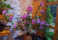 その他 5 Miaowo Youth Hostel