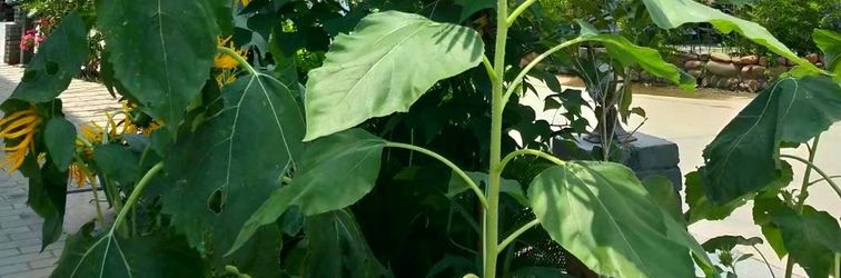 Others Banxianju Guesthouse