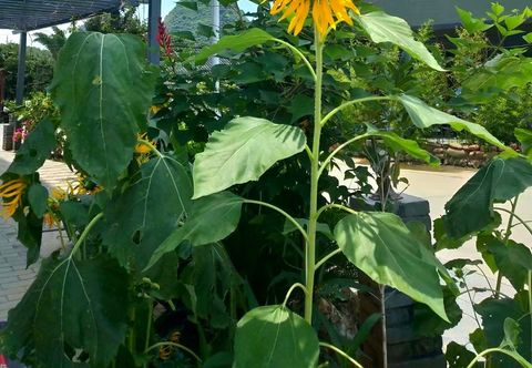 Others Banxianju Guesthouse