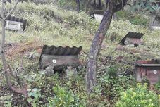 Others Fengchaoyizhan