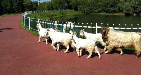 Others 2 Nanjing Xiaocao Shuiyun Hotel