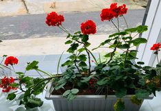 Others 2 Dalat Eco Hotel