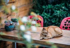 Khác 7 Poshpacker Flipflop Youth Hostel (Taikoo Li Chunxi Road Metro Station)