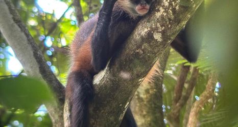 其他 2 Tirimbina Lodge