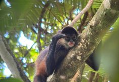 Khác 2 Tirimbina Lodge