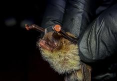 其他 4 Tirimbina Lodge