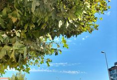 其他 3 Istanbul Dedem Hotel