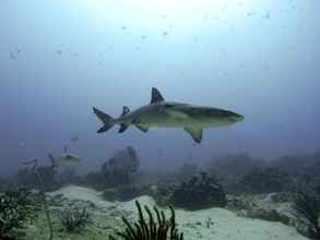 Others 4 Manta Bungalows