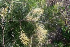 Common Space Open House At Parndana