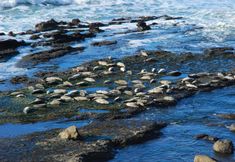 其他 5 Otter Rock Timeshares