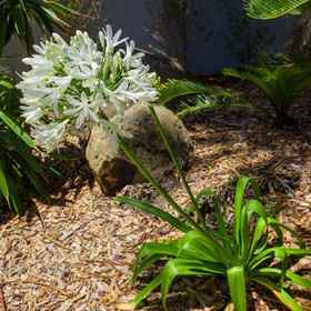 Carrington Court 1, Hotel Lower Beechmont