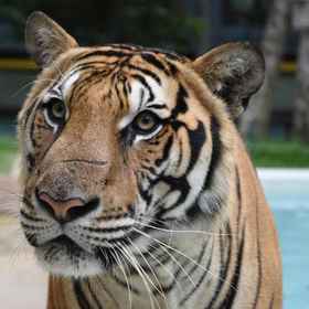 シノワズリ・コレクション・リゾート&スパ 1, プーケットホテル