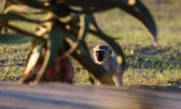 Luar Bangunan 4 Bukela Game Lodge Amakhala Game Reserve