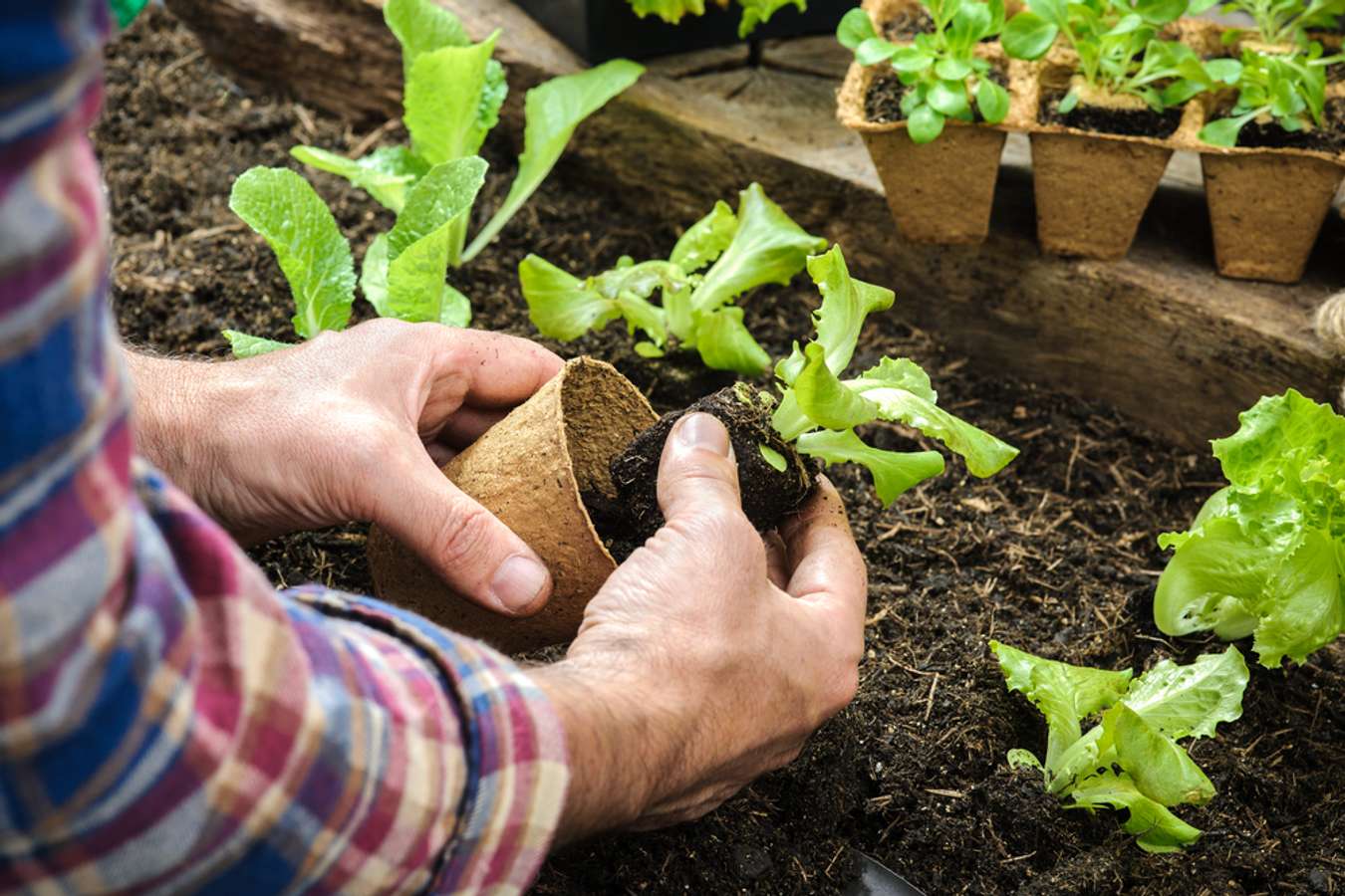 Growing The Future (Credit: Shutterstock)