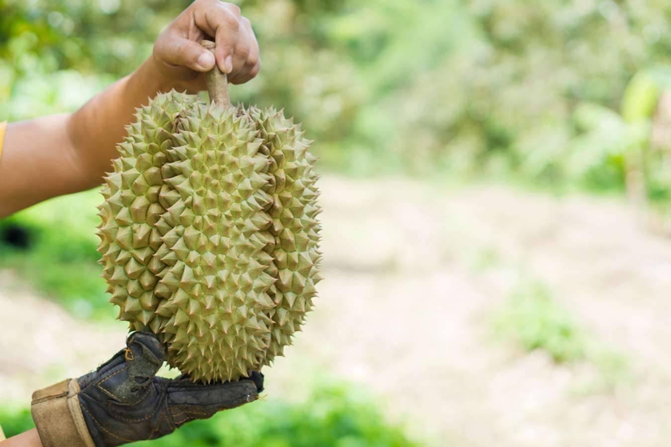 A Thorny But Creamy Golden Love Affair (Credit: Shutterstock)