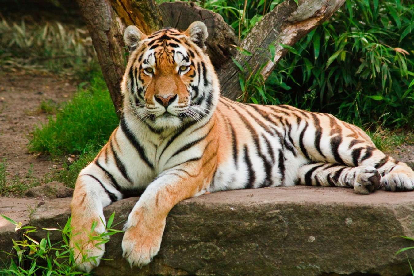 Tiger at Tambun 