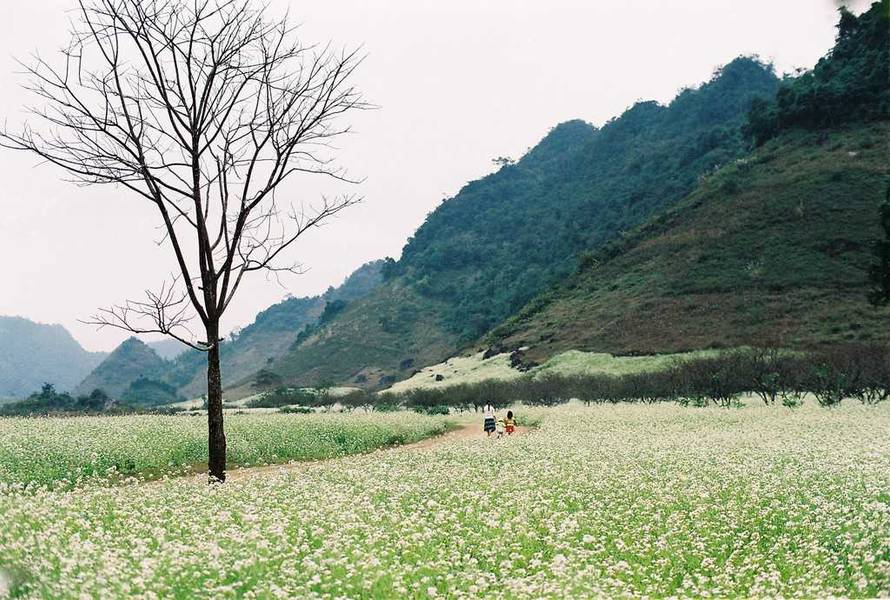 cánh đồnh hoa thu miền bắc hình 6