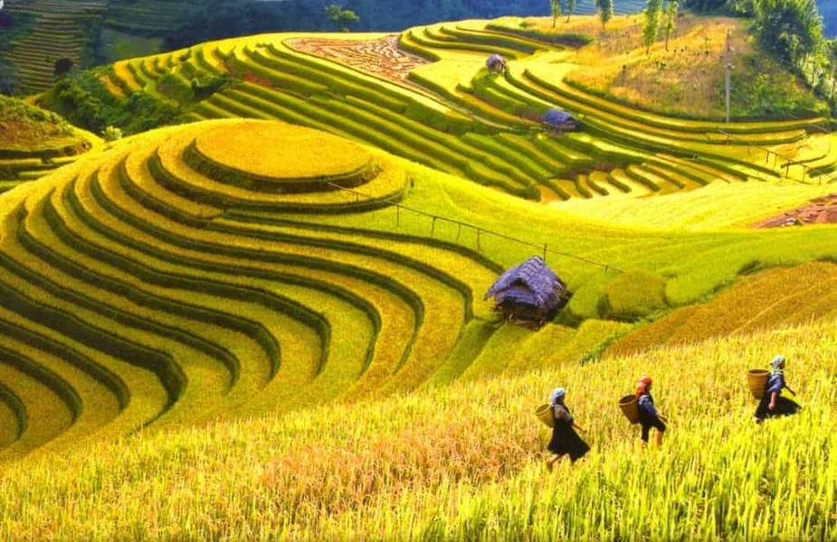 cánh đồnh hoa thu miền bắc hình 1