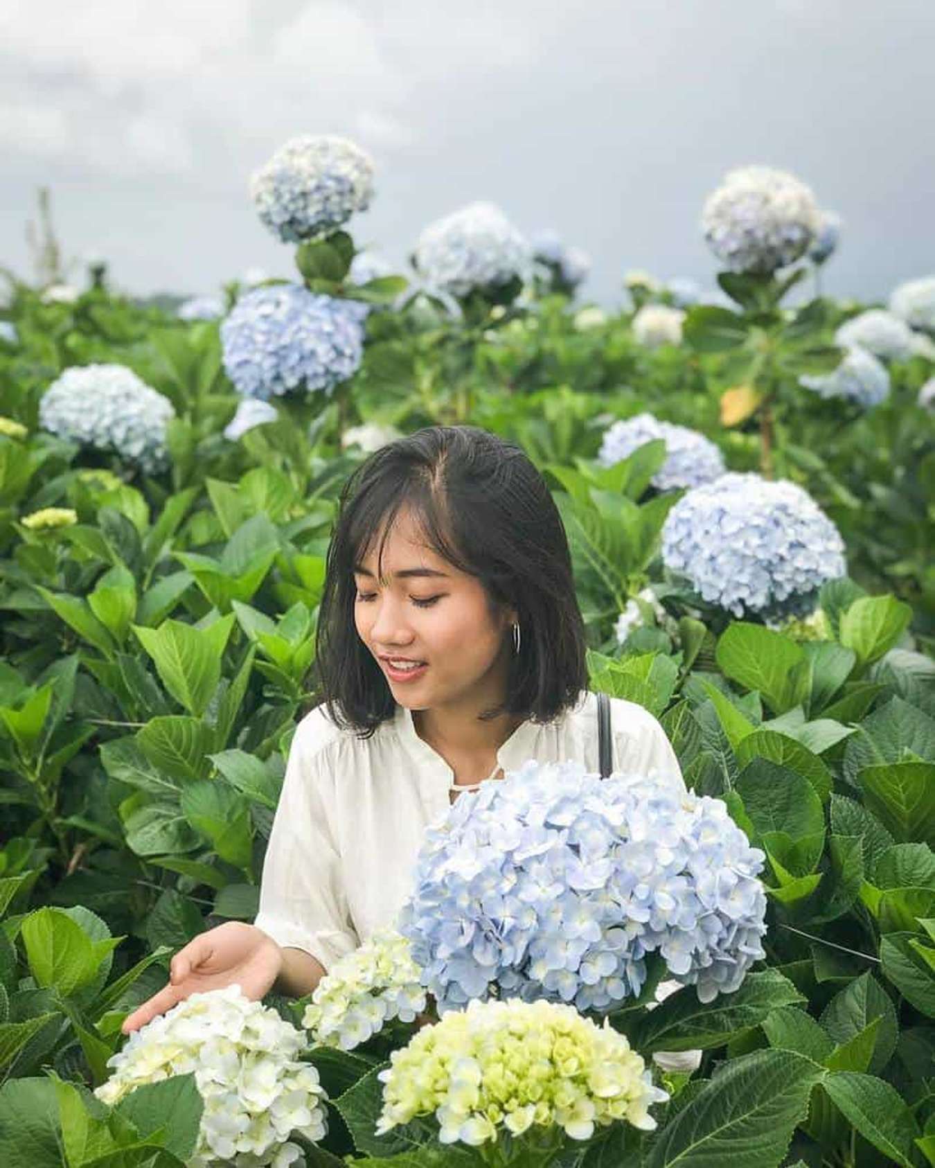 cẩm nang du lịch đà lạt-thung lũng tình yêu-cẩm tú cầu